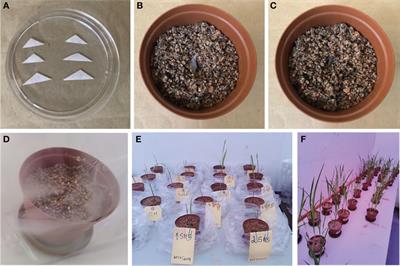 Characterization of arbuscular mycorrhizal fungal species associating with Zea mays